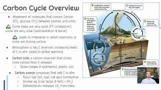 APES Video Notes 1.4 - Carbon Cycle