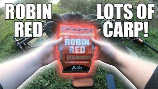 Carp Method Feeder Fishing with ROBIN RED Groundbait!