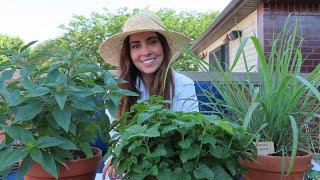 Harvesting and Drying Herbs & Making Herb Infused Water