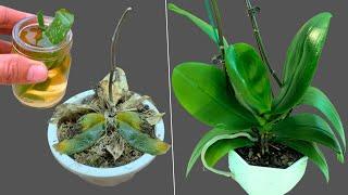 5 simple tips to revive all orchids with leaf rot