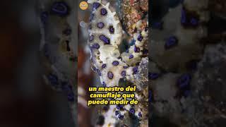 Los 10 Peces Más VENENOSOS del Mundo: Pulpo de Anillos Azules 