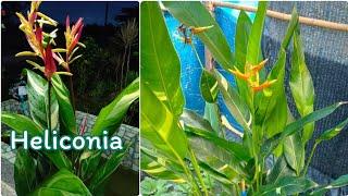 Heliconia propagating very easy/plant to grow