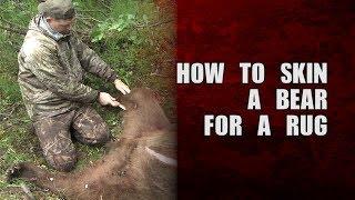 How to skin a bear for a rug (brown bear)