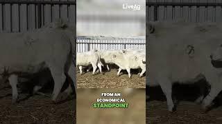 Angus Beef Changed Everything, but Crossbreeding is Key to Survival!
