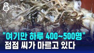 "여기만 하루 400~500명" 점점 주꾸미 씨가 마르고 있다 / SBS 8뉴스