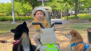 17개월 아기가 강아지를 집합 시킨 이유ㅋㅋㅋ