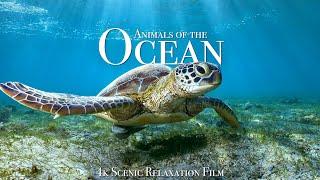 Animals of the Ocean 4K - Scenic Wildlife Film With Calming Music