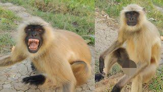 हनुमान और इंसान की दोस्ती | Incredible Bond Between Humans & Monkeys