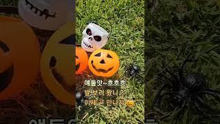 #라온제주키즈펜션#제주할로윈#제주여행#제주맘일상#제주도펜션추천#제주아기숙소#제주도숙소#제주동쪽숙소#shorts