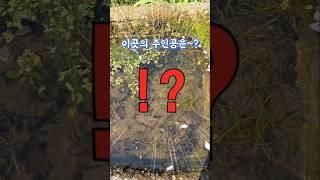 이곳 작은 연못의 주인공은~? #잠시후