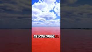 Get Out of the Water if the Ocean Turns Red!