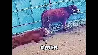 "Hilarious Animal Antics: Funny Cow and Goat Moments!"