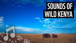 Sounds of Kenya | Wildlife Meditation Sounds | WWF