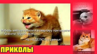 Смешные хвостики в деле! Заряд позитива гарантирован! смотри  картинки мемы котики приколы  