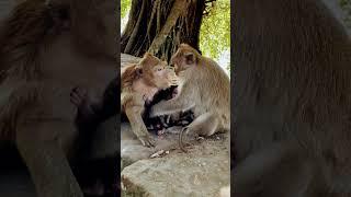 Baby monkeys having fun by Angkor Wat Cambodia #monkey #cambodia #angkorwat