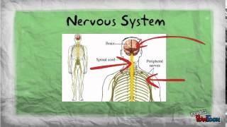 Human Body Systems Introduction