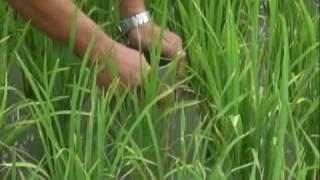 Alternate wetting and drying (AWD)--using less water to grow rice