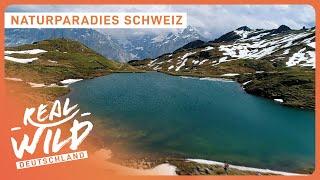 Die Schweiz - Ein Land voller Naturwunder | Doku | Real Wild Deutschland