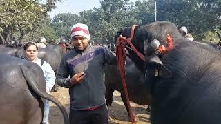 Baraut Pashu Mandi | Badot | Murra Bull | Buggi Jhota | Jhota Race | Murra Padde | Haryana Bhes  Pet