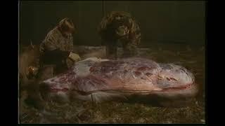 Field Care of Big Game Meat (1999 Alaska Department of Fish and Game) (VHS Rip)