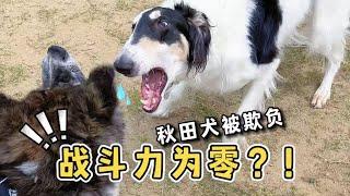 誰説秋田犬好戰？？明明就是個受氣包...