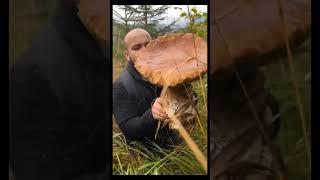 Beautiful mushrooms from Eastern Europe #funghi #porcini #boletus #grzyby #гриби