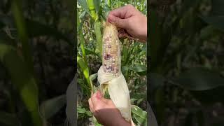 There are three colors in the corn that look very beautiful and sweet #fruit  #satisfying #farming