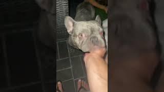 Needy George G The Frenchie #needy #frenchie #dogdad #viral