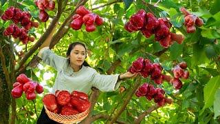 Farm Life with Linh Đan: Red Whip Harvest & Daily Adventures