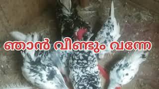 ഇവർ ഞങ്ങളായിരുന്നു #pets #vedio #shorts#@muth644# youtube shorts