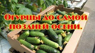 Огурцы до самой поздней осени.