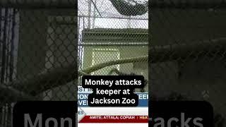 Monkey attacks keeper at Jackson Zoo