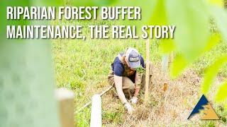 F7 Riparian Forest Buffer Maintenance, The Real Story