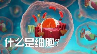 什么是细胞  What is a cell？