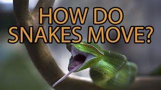 The Science of Snake Movement