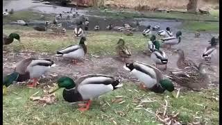 Feeding The Mallard Ducks At The Park (Uncut Sounds)