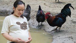 6 Months Pregnant: Daily Life of Pregnant Mothers With Animal Farms - Ly Thi Ca