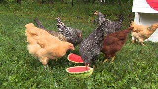Are Pet Chickens the Next Big Quarantine Trend?