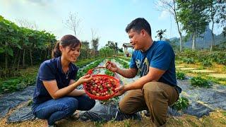 Harvest strawberries to sell - A warm lunch together | Đặng Thị Hiền