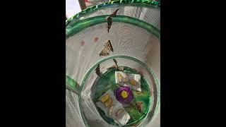 Raising butterflies from Insect Lore