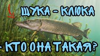 Кто такая - Щука - Клюка? | Теория - show #06