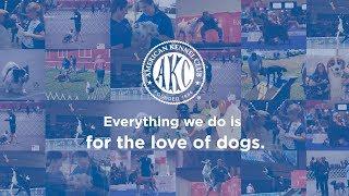 American Kennel Club 135th Anniversary