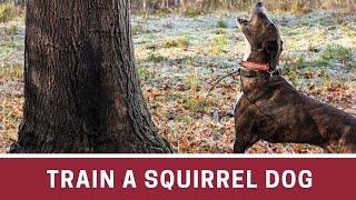 How to Train a Squirrel Dog || How to train a squirrel dog pup || How to train a feist squirrel dog