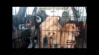 Hoarding Case August 2015 UnderDog Rescue of FL