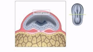 General Embryology - Detailed Animation On Neurulation