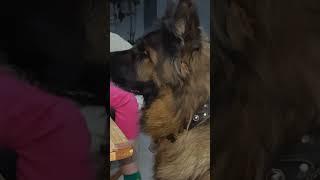 Овчарка и кот #немецкаяовчарка #germanshepherd #мемас #мем #love #овчарка #мемсобака #gsd #puppy