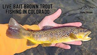 Brown Trout Creek Fishing with Live Bait