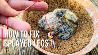 How to fix splayed legs in baby pigeons