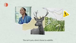 Why wildlife disease surveillance is so important