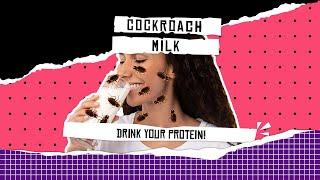 Weird Health News: Cockroach Milk